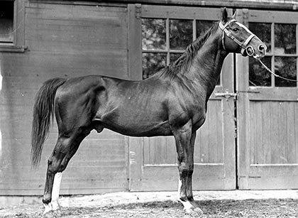 Gunrock at the horse barn on the UC Davis campus, 1921